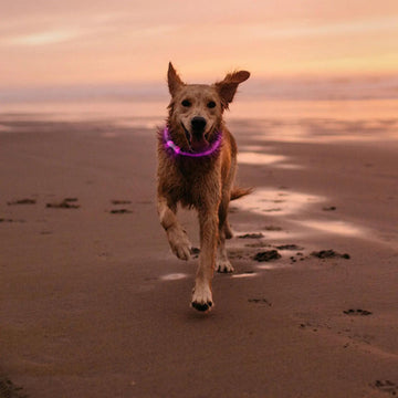 Nite Ize NiteHowl LED Safety Necklace - FERAL