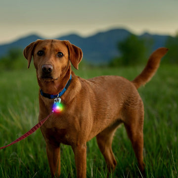 Nite Ize SpotLit Rechargeable Collar Light - FERAL