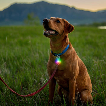 Nite Ize SpotLit Rechargeable Collar Light - FERAL