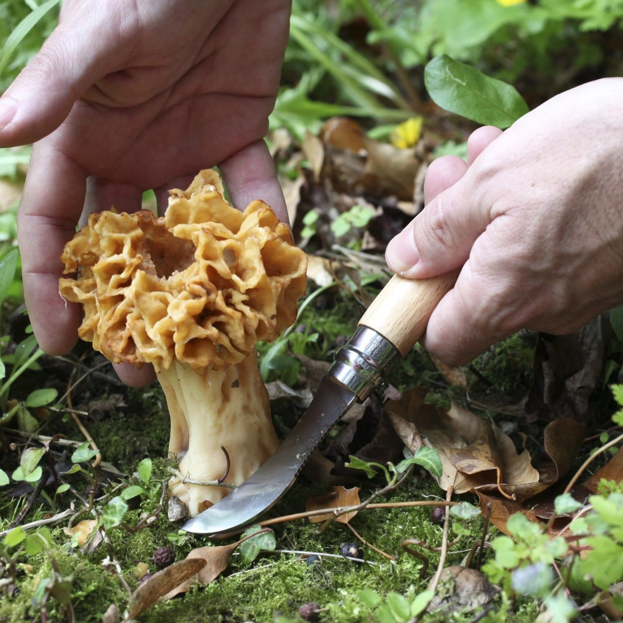 Opinel No. 8 Mushroom Knife