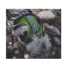 Wilderdog Harness