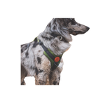 Wilderdog Harness