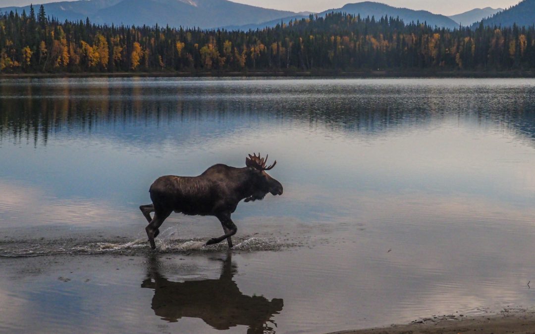 How to Avoid a Moose Attack During Your Colorado Visit
